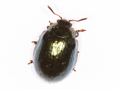 Plagiodera versicolora